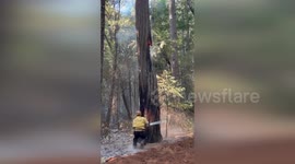 USA: Heroic CAL FIRE Captain Battles Blazing Tree Threat in Cohasset