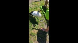 Stork enjoys watering bath in Belarus