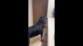 Dog growls at its reflection in Cedar Rapids, Iowa, USA