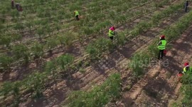 How a magic berry transformed China's vast wilderness in its northwest