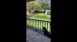 Pet dog snatches pieces of bread from fish