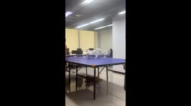 Playful kitten joins ping pong game in China