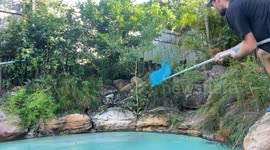 Dad falls into pool after trying to catch python slithering near 3 year old son