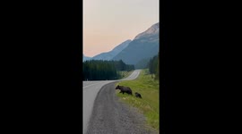 Playful bear cub jumps in front of mother while crossing road in Kananaskis, Alberta