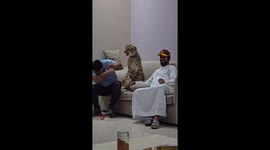 Cheetah catches man off guard by swiping him on head