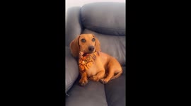 Josie girl head tilt