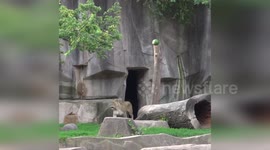 USA: Milwaukee County Zoo Celebrates World Lion Day with Unique Watermelon Hunt
