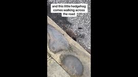 Hedgehog hero: A surprising rescue on a daytime walk