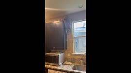 Watching my raccoon get down from things is the funniest thing of my life