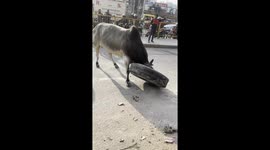 Rescue of bull trapped in tire in Faridabad, India