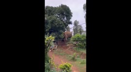 Elephant shakes mango tree and feasts on fallen fruit in Kerala, India