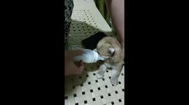 It's me again and my mom's mom was feeding me again. Like she was the best mother in the whole world, she keeps on feeding me even if shes been asleep, she always remembers me because if she forgot I maybe die for starvation