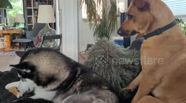 Dog and husky have very human argument over delicious bone