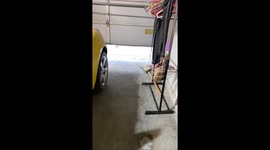 Friendly deer herd hang outside garage for food and nose boops