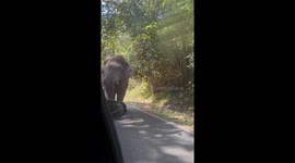 Hungry elephant snatches coconut from passing vehicle