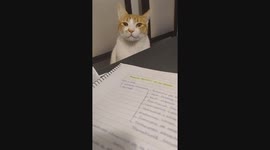 Mi gato me hace compañía mientras estudio