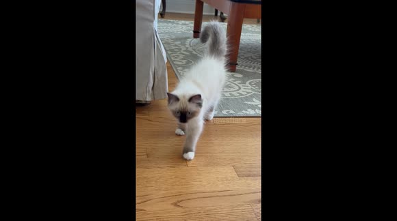 Loud device advertises an effective deterrent for pets to stay out of unwanted areas in the home or off furniture, brace kitten proves otherwise