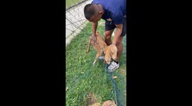 Kind soldiers save two goats stuck in sports pitch net