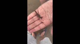 Chinese man discovers tiny seahorse in northern Chinese beach