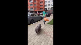 Pig attacks woman after hearing the word 'pork' in Moscow