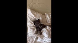 French bulldog has hilarious reaction upon seeing the sea for first time