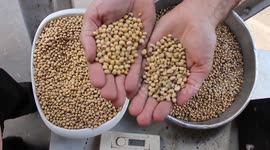 Argentina: EconomyL Soybean prices drop to 18-year low