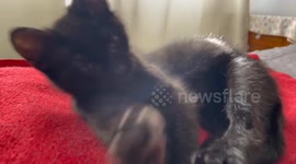 Gatito tiene mucho sueño