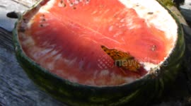 Filming a butterfly when my cat jumps in and tried to eat it.