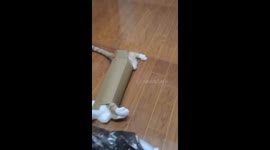 Kitten hilariously stuck in a cardboard box in China
