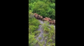China's 'wandering elephants' welcome four calves in recent years