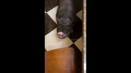 Pig named Manny enjoys pizza in Moscow