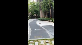 Weasel and mouse battle it out on street in central China