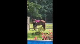 Horse Saddle Teaches Persistence