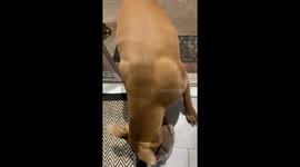 My names Gav & this is my big baby boy “Ace” playing with his basketball at home