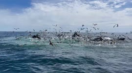 Humpback Whales Bubble Net Fish
