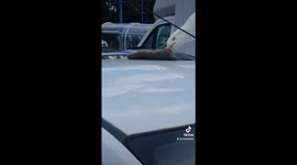 Seagull's bizarre rat snack as it feast on car roof in UK