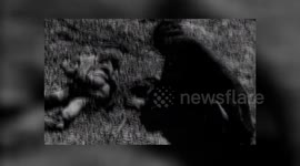 Exposing the rape of Nanking: Memories of Iris Chang