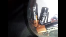 Widow spider found in a bunch of bananas in the United Kingdom