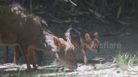 United States: Southern Pudu Fawn Makes Debut at Queens Zoo, Showcasing Rare Species Conservation
