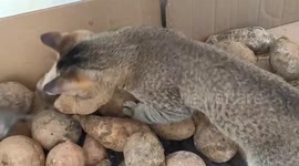 Kitten corners a mouse on a potato pile in China