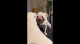 Two dogs growl over donut toy in DeLand, Florida