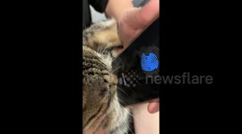 China:  Record the Nose-print of My Cat 