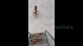China: An Akita dog on the rooftop suddenly jumped over the fence and leaped down