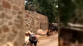 Turkey: Residents Evacuate Animals From Forest Fires