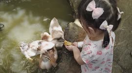 Adorable Toddler Feeding Crested Duck