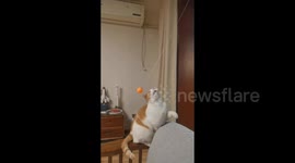 China: Cat plays with a flying ping-pong ball in Beijing