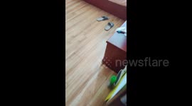 China: Grandma Saw a Pillow for A Cat in Beijing