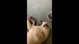 Kangal loving a good grooming
My sister loves to brush Salim, our kangal and he will always lay down for it. He shows his appreciation  by baring his fangs. This is in Blackman Eddy, Belize