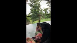 Looey starts a concert

Our dachshund  loves to ‘sing’. He is a very vocal little man and he has so many ways to express himself. When he starts, all the other dogs usually chime in and we love to hear them howl. They do this any time of day and night….it