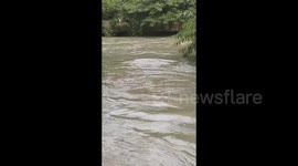 China: Dog Creates an Impression Of A Strange Creature in The Water